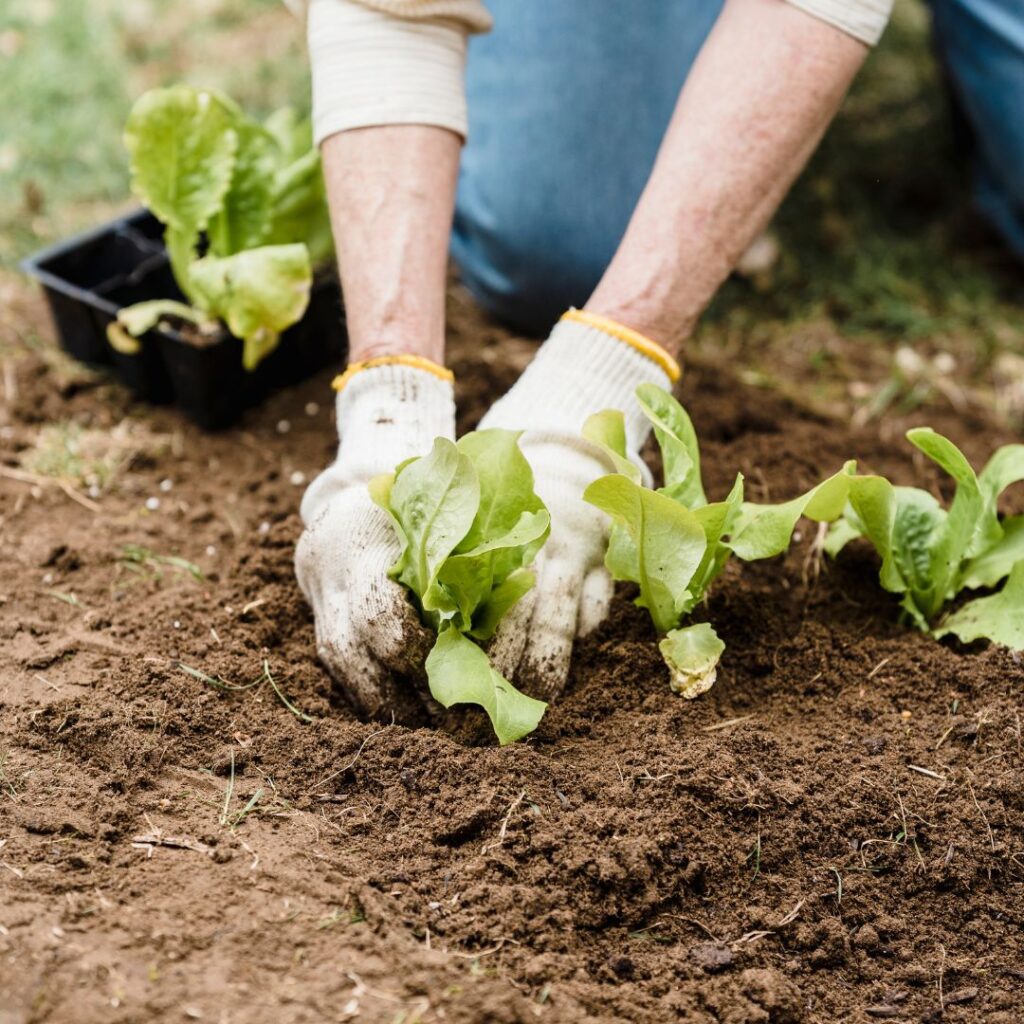 home gardening organization trends