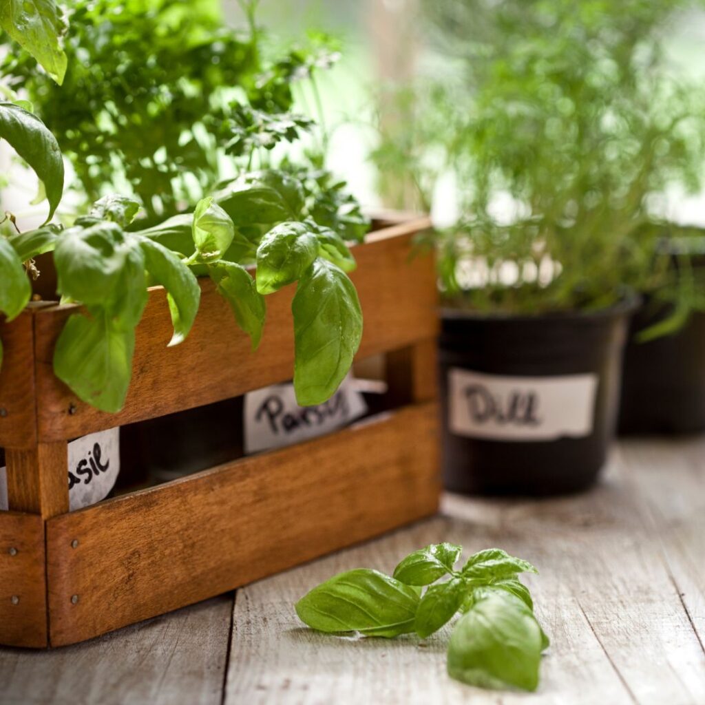home gardening organization trends